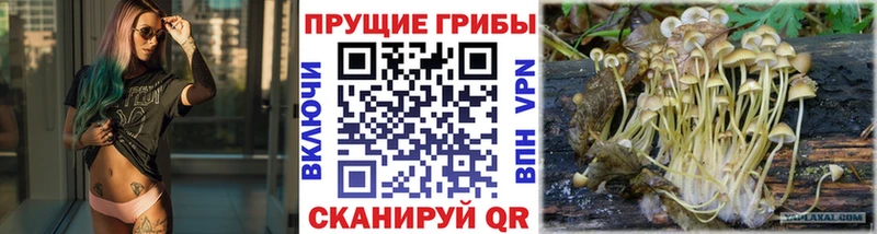 Галлюциногенные грибы Psilocybine cubensis  Ижевск 